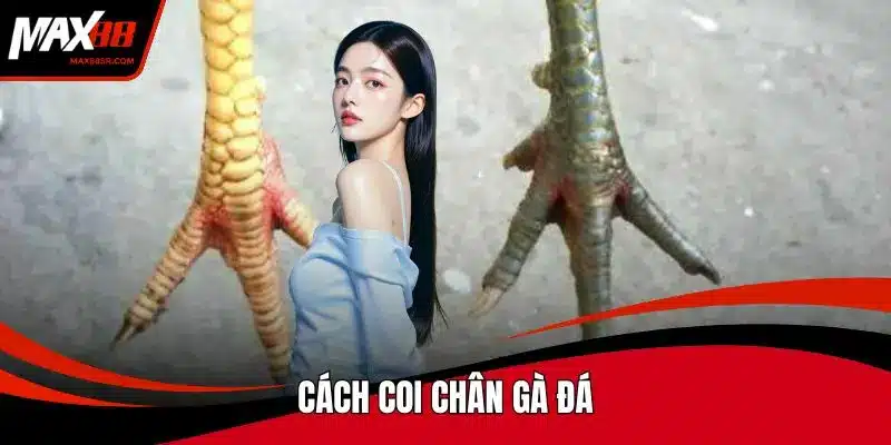 Cách coi chân gà đá