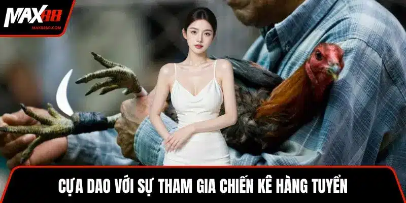 Cựa dao với sự tham gia chiến kê hàng tuyển